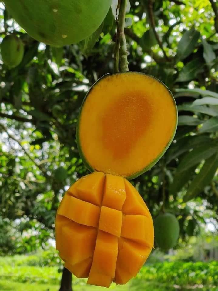 গোবিন্দভোগ আম ৩