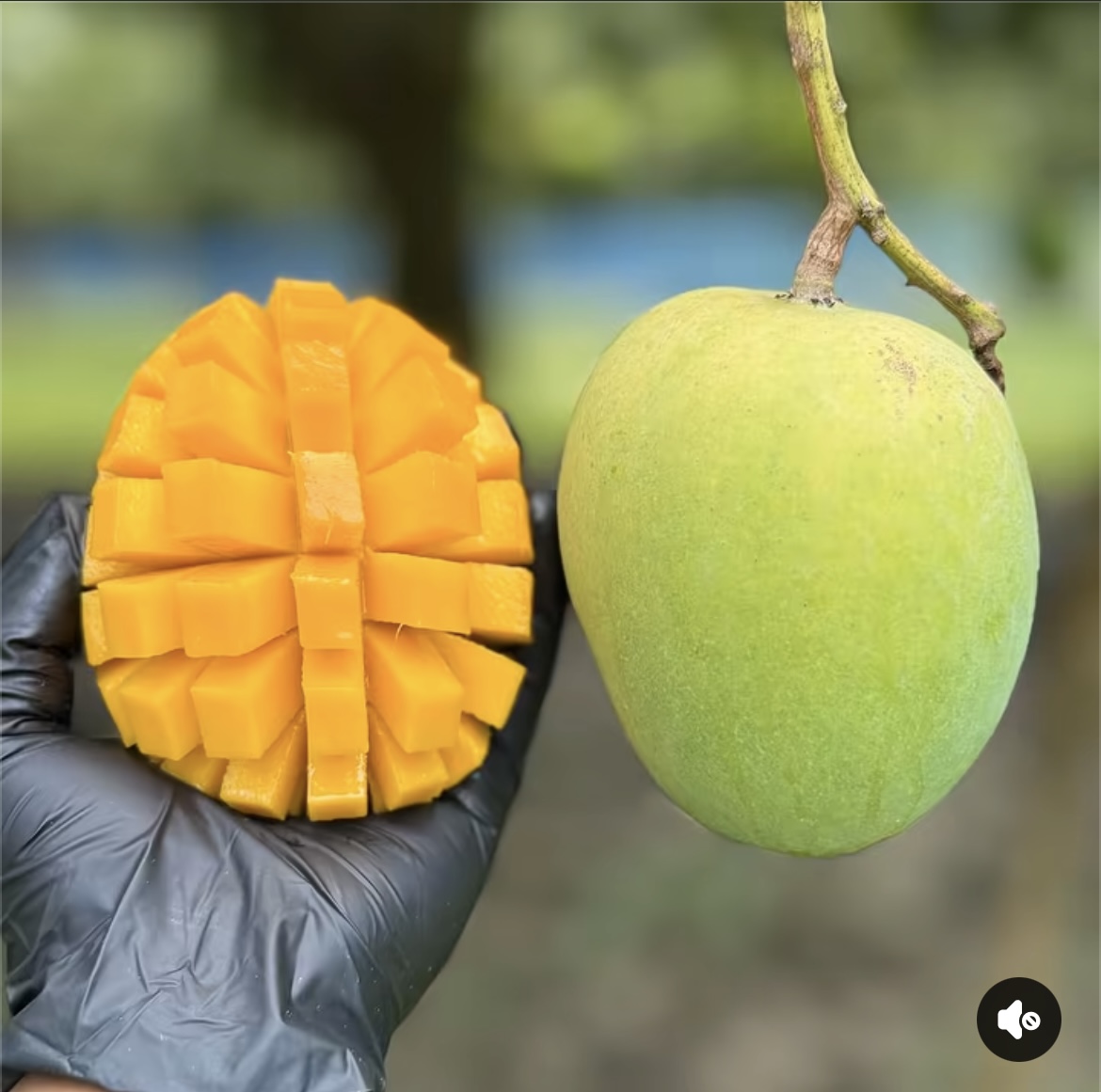 গোবিন্দভোগ আম ২